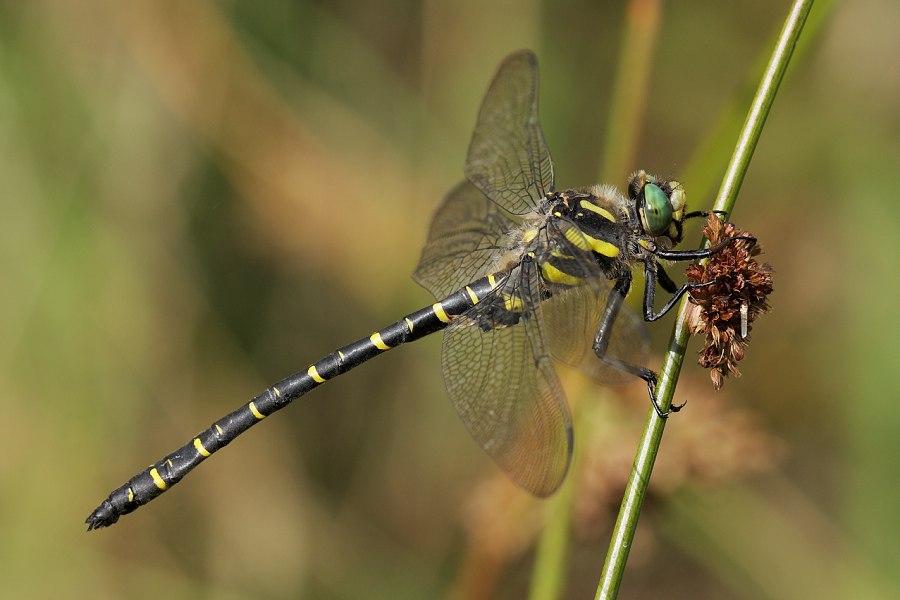 Cordulegaster boltonii - Páskovec kroužkovaný - Common Goldenring (Golden-ringed dragonfly) - Zweigestreifte Quelljungfer - Cordulégastre annelé