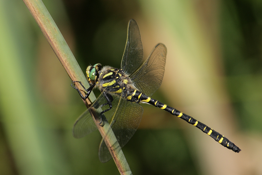 Cordulegaster boltonii - Páskovec kroužkovaný - Common Goldenring (Golden-ringed dragonfly) - Zweigestreifte Quelljungfer - Cordulégastre annelé
