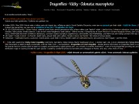 dragonflies.cz / Martin Černý