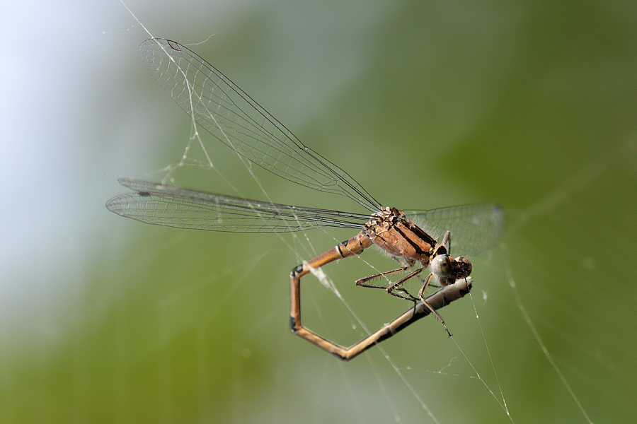Enallagma cyathigerum - sameček chycený v pavučině