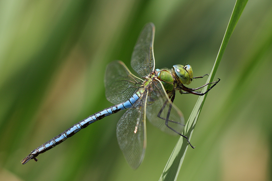 Anax imperator / šídlo královské - sameček