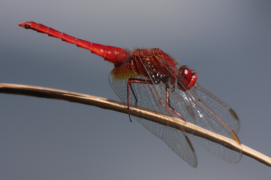 Crocothemis erythraea - vážka červená - Broad Scarlet (Scarlet darter) - Feuerlibelle - Crocothémis écarlate
